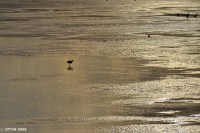 /album/photo-gallery-silhouette/%e9%b3%a5%e3%81%9f%e3%81%a1%e3%81%ae%e6%98%bc%e4%b8%8b%e3%81%8c%e3%82%8a%e3%80%80%ef%bd%9e%e7%a7%8b%e3%81%ae%e7%81%8c%e6%bc%91%e7%94%a8%e6%b0%b4%e6%b1%a0%e3%80%80%ef%bd%9e-%282%29-1-jpg1/